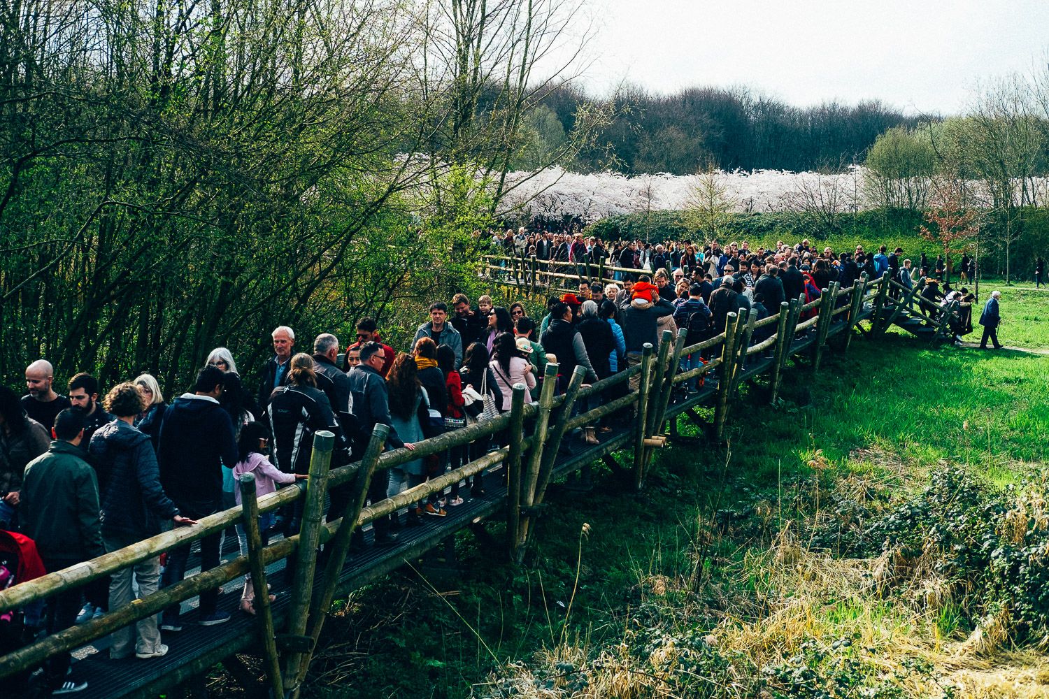 Crowd heading towards the cherry blossom park of Amsterdam Forest for Cherry Blossom Festival 2016.