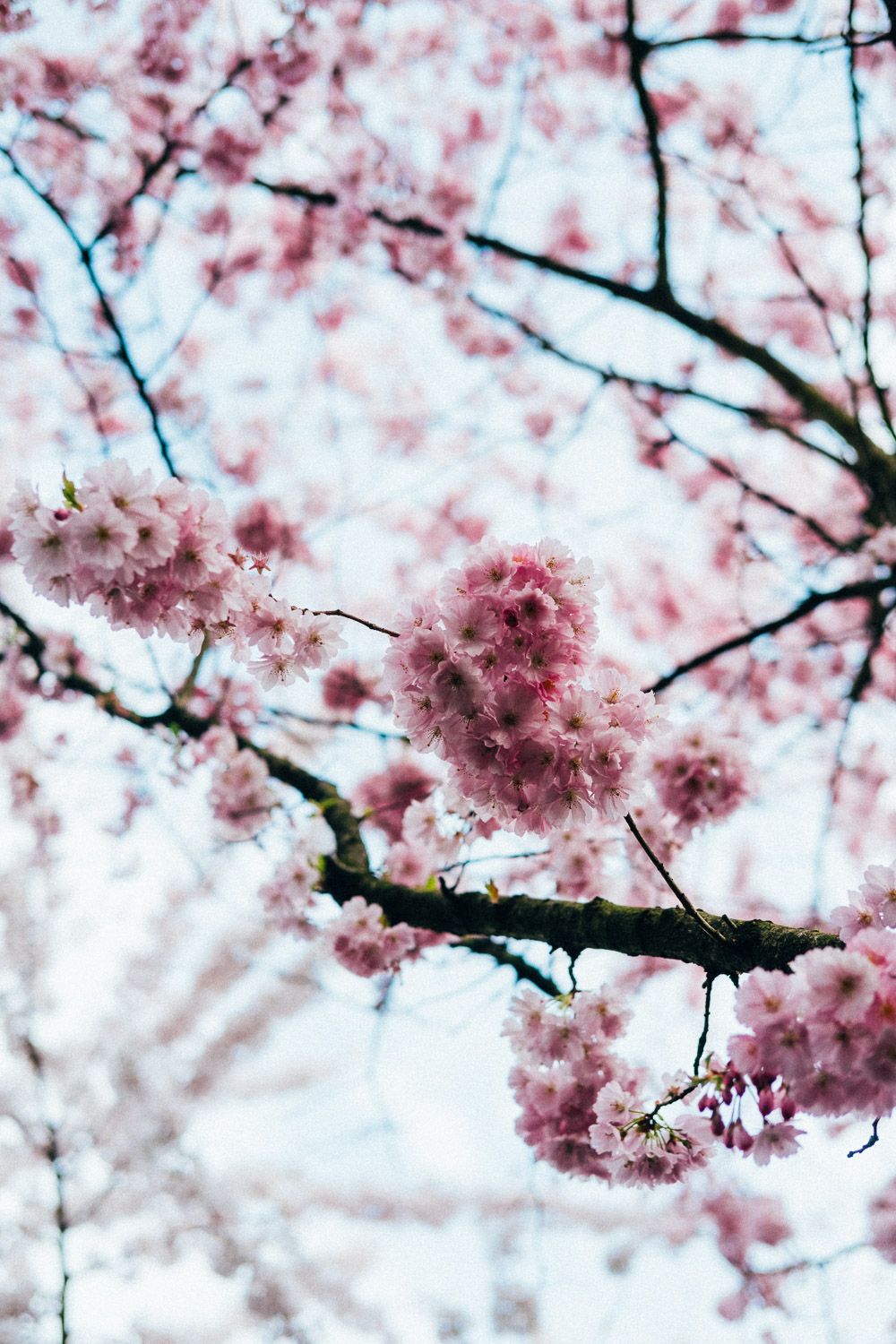 Chasing Spring in Holland: Tulip Fields and Cherry Blossoms